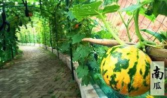 免费吃瓜不可多得的好地方,不可多得的好去处  第3张